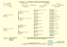 Pédigree